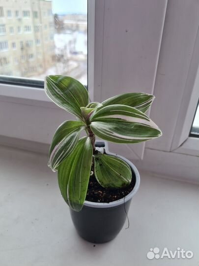 Продам цветы