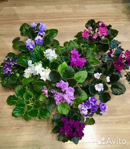 Сортовые фиалки