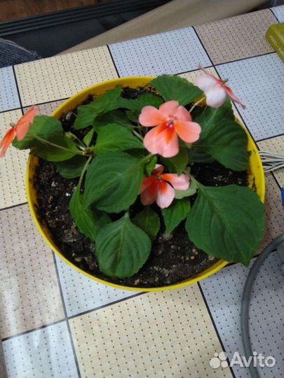 Лудизия, бальзамин, гинура, фикус пумила, каллизии