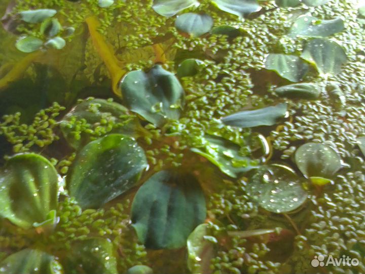 Всё для аквариума