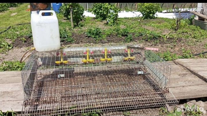 Клетки для перепелов бу