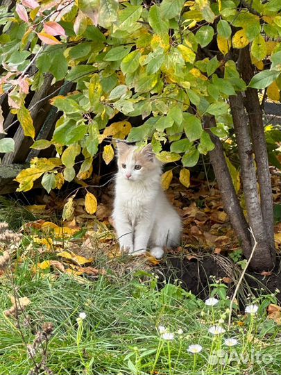 Кошка в дар бесплатно