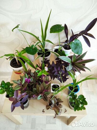 Цветы для дома и офиса