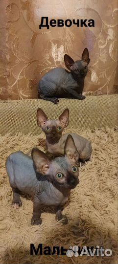 Канадский сфинкс котенок