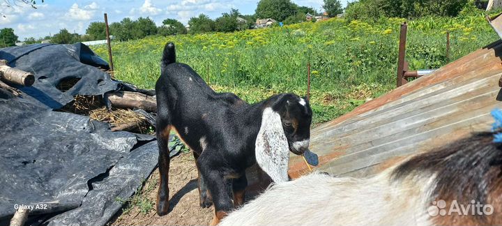 Нуб.козлята