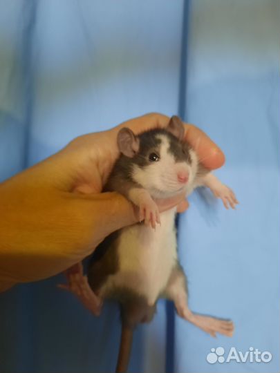 Крыса, малыши крысята Дамбо, Хаски