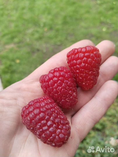 Саженцы ремонтантной малины