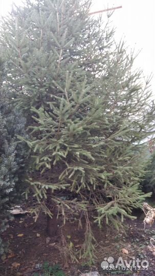 Ёлка живая