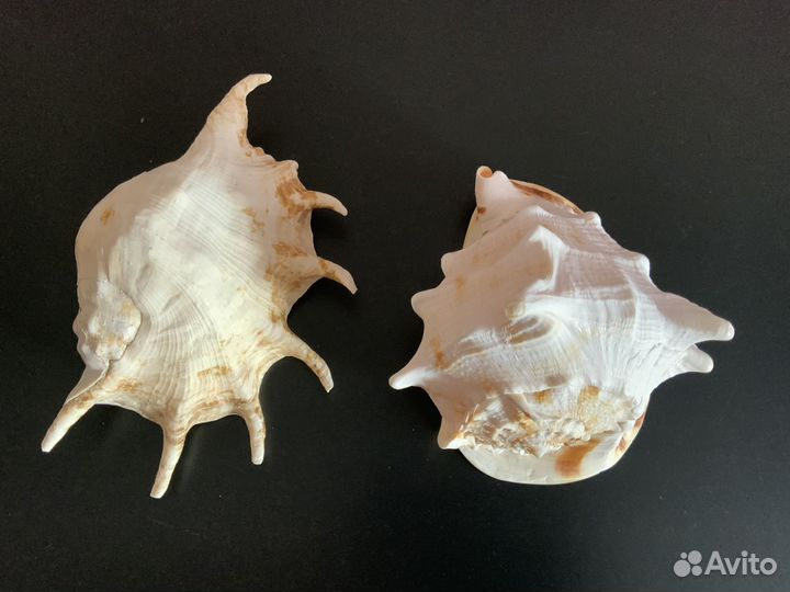 Морские ракушки крупные