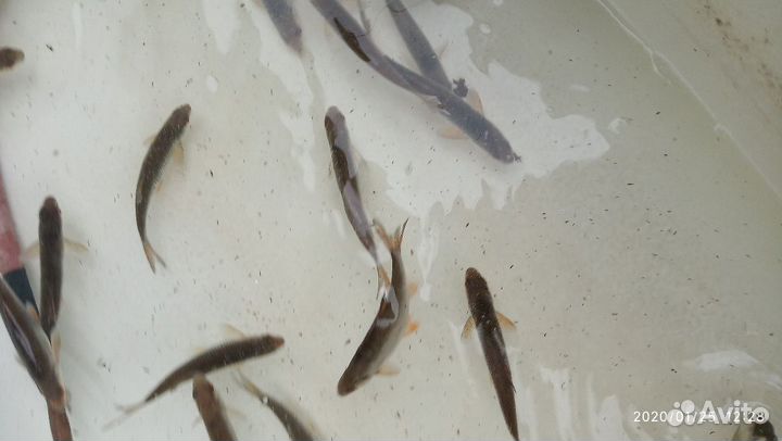 Живец Карась