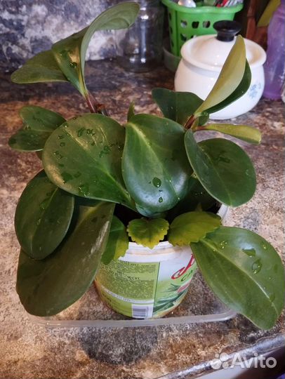 Плектрантус, пеперомия туполистная