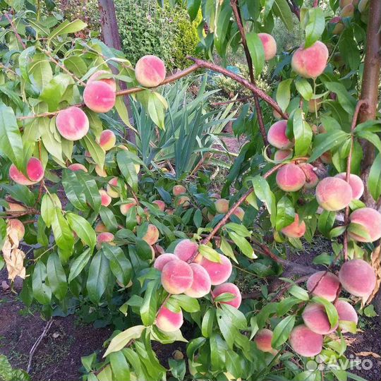 Саженцы персика