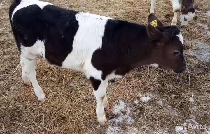 Породистые бычки и телочки
