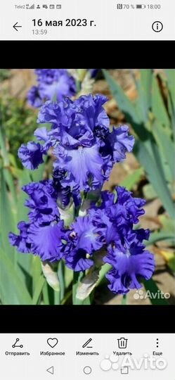 Ирисы бородатые и сортовые