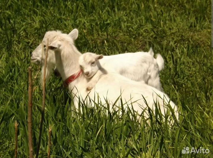 Козы и козлята, козлы