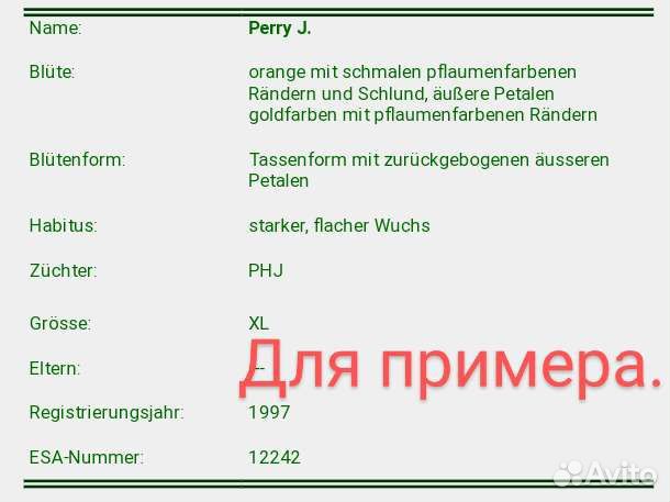 Эпифиллум perry J (черенок)
