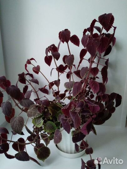 Крапивка (колеус)