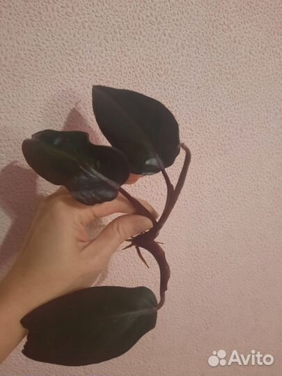 Филодендрон imperial ред