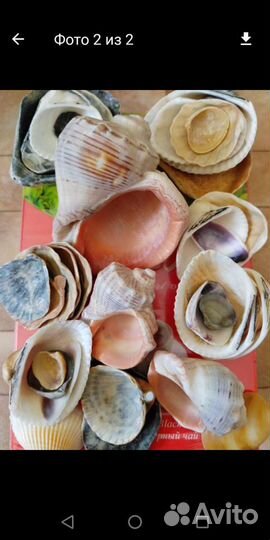 Ракушки и раковины с берегов Черного Моря