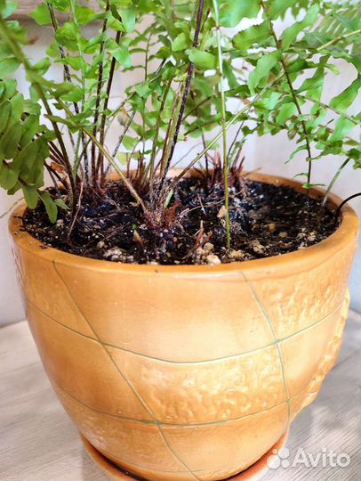 Комнатное растение Папоротник Нефролепис