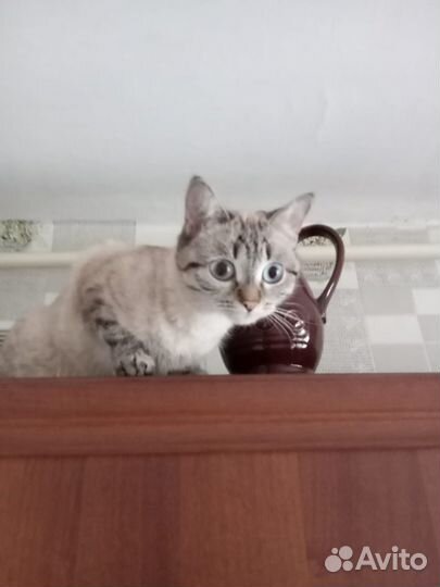 Кошечка