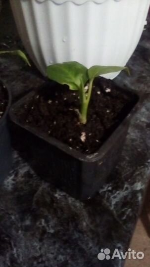 Дифенбахия