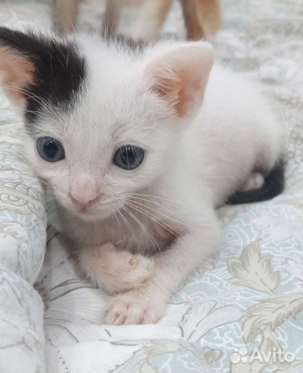 Домашние животные бесплатно