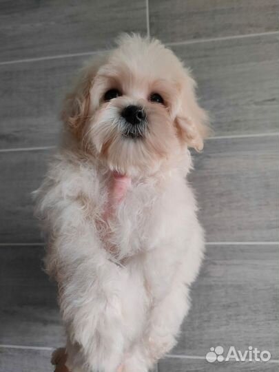 Мальтипу мини девочка