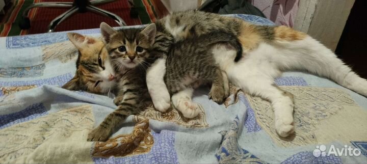 Котята