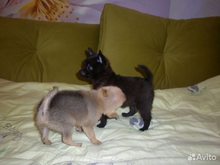 Щенки метисы