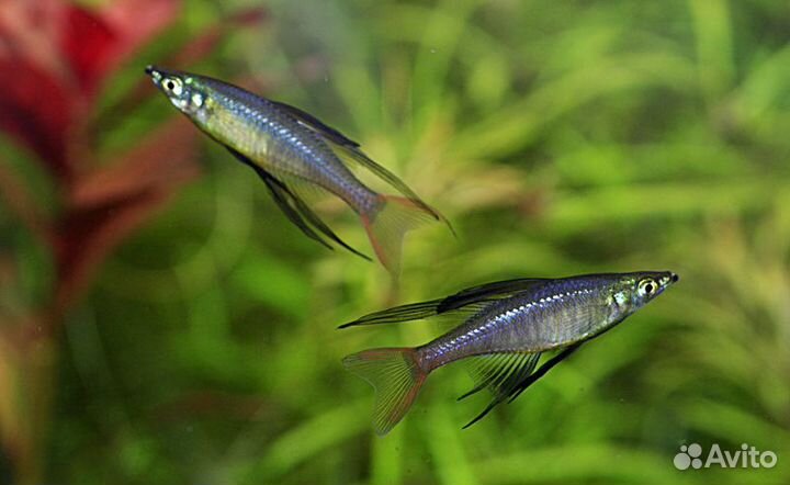 Рыбки Ириатерина Вернера 4см