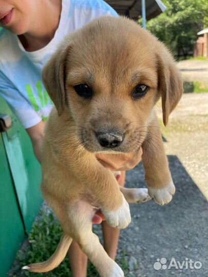 Дворяги в добрые руки