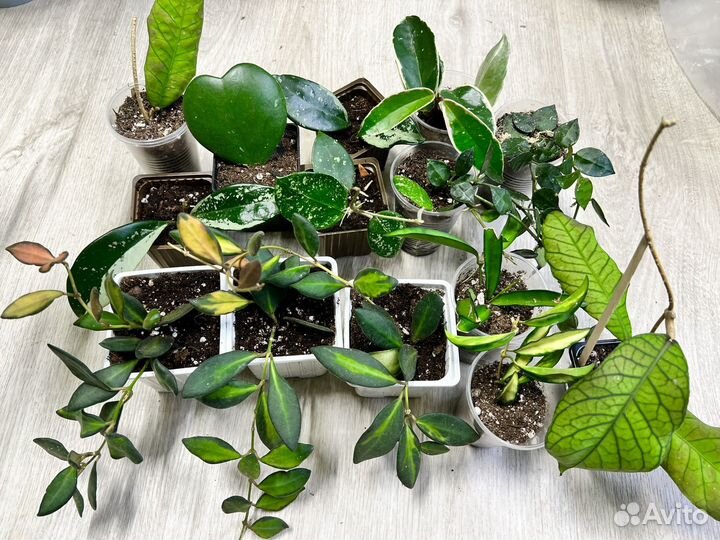 Комнатные растения цветы-хойя