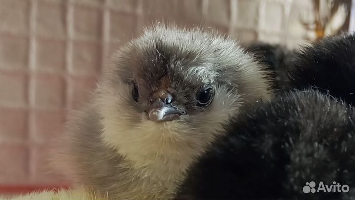 Цыплята амераукан