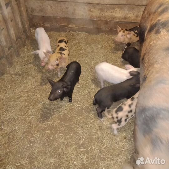 Поросята ландрас дюрок