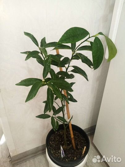 Домашние цитрусы саженцы-лимон.мандарин.апельсин