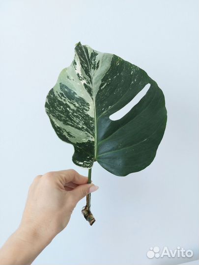 Монстеры разные