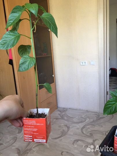 Рассада перца