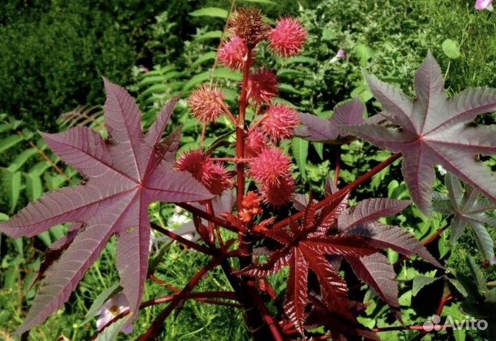 Клещевина семена