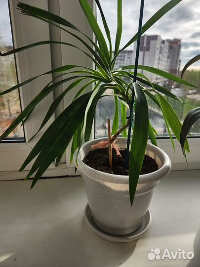 Комнатные растения цветы