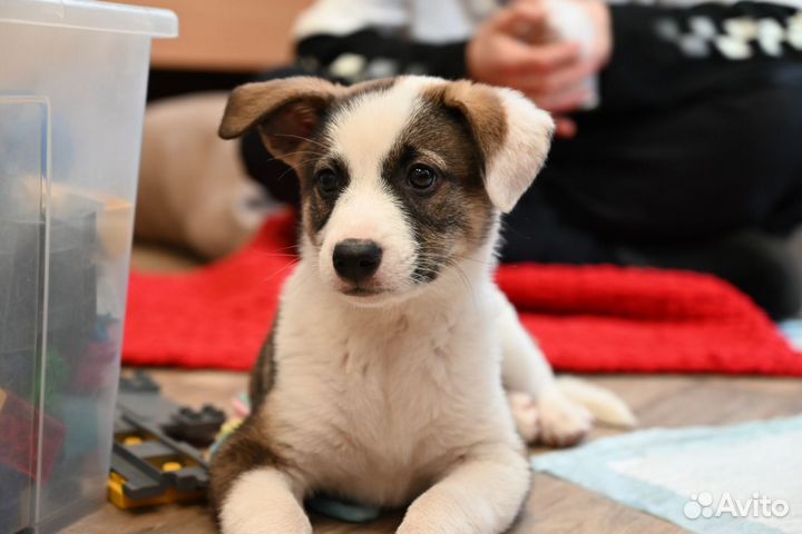 Щенок в добрые руки