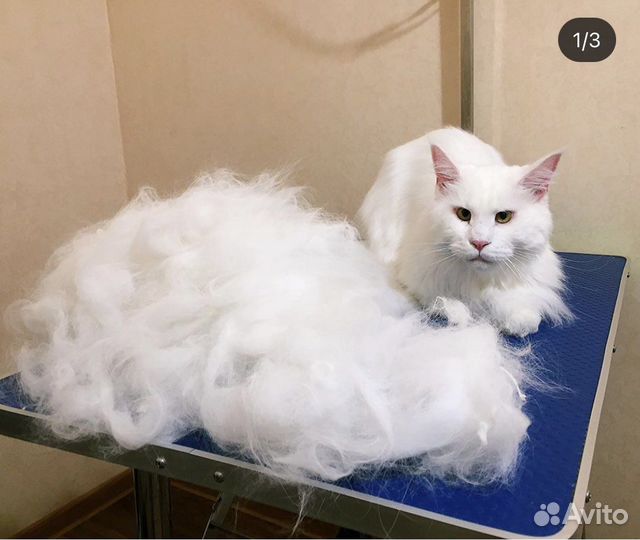 Стрижка собак и кошек