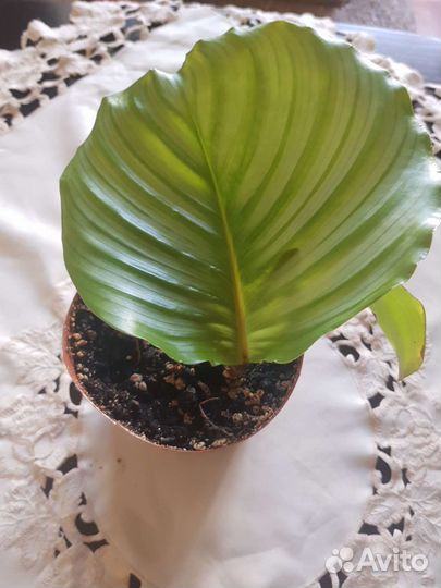 Калатея Орбифолия