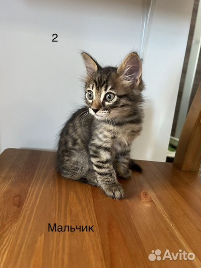 Бенгальские котята