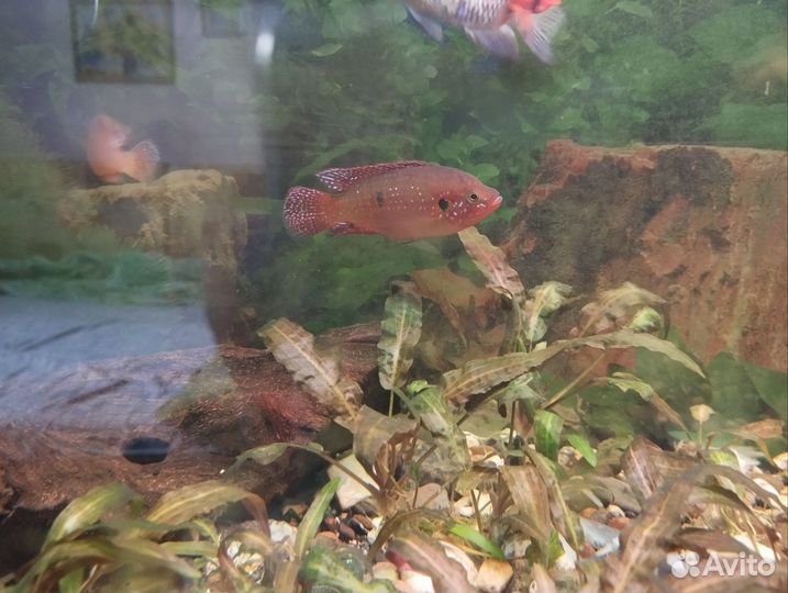 Хромис-красавец