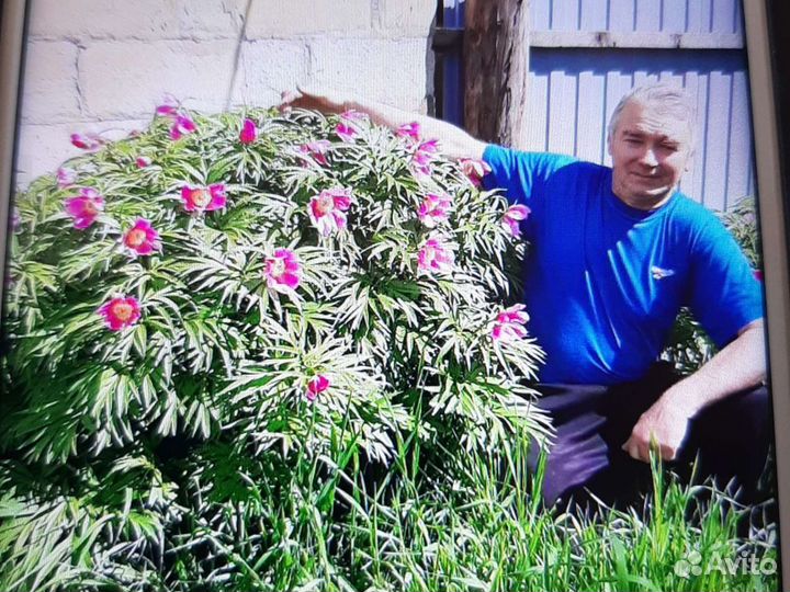 Пион марьин корень