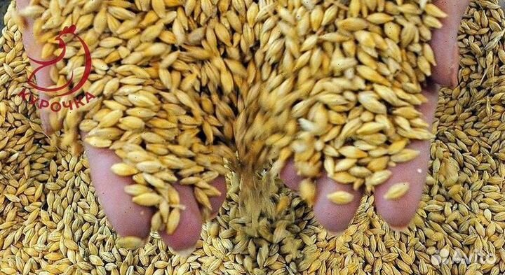 Зерно, овес, ячмеь пшеница
