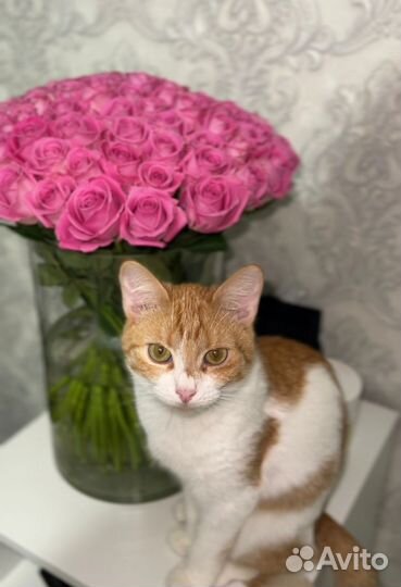Отдам кошку в добрые руки бесплатно