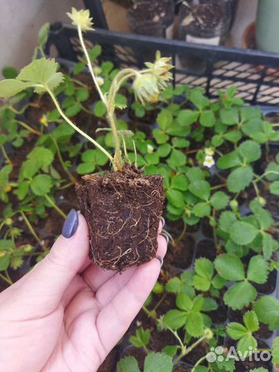 Саженцы клубники ремонтантной Мурано