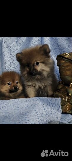 Померанский шпицы